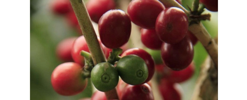 CAFÉ: Café escapa firme da estabilidade adicionando chuvas à oferta deficitária de produção e logística