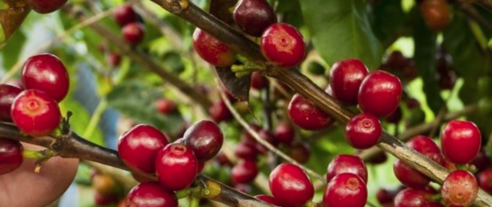 CAFÉ: Indicador de preços da OIC sobe 4% em dezembro, maior nível desde 2011