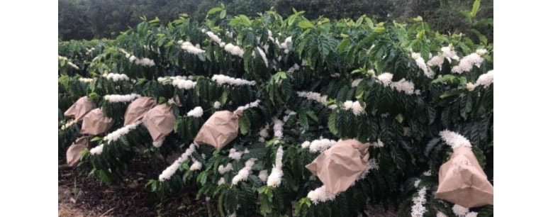 CAFÉ: Registrada nova cultivar de café conilon com alto teor de cafeína