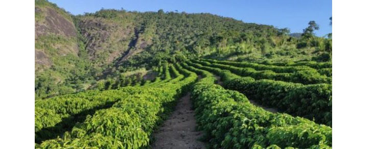 CAFÉ: Estados Unidos lideram importações de café do Brasil
