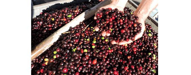 CAFÉ: Exportação do agronegócio brasileiro bate recorde em dezembro de 2021