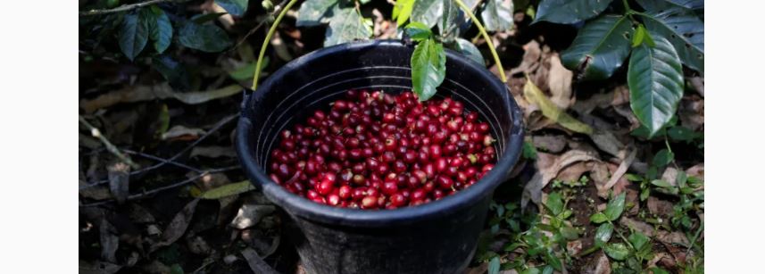 CAFÉ: Mudanças climáticas podem afetar produção de café no Brasil, diz estudo