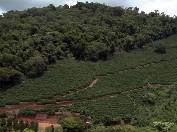 'A natureza colocou esse sabor', diz produtor de café campeão de Cristina