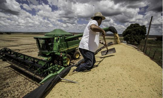 Clima e câmbio animam colheita na região Sul