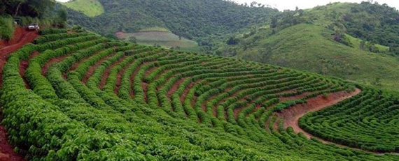 Café lidera a pauta exportadora do agronegócio brasileiro no bimestre com alta de 48,8% na receita